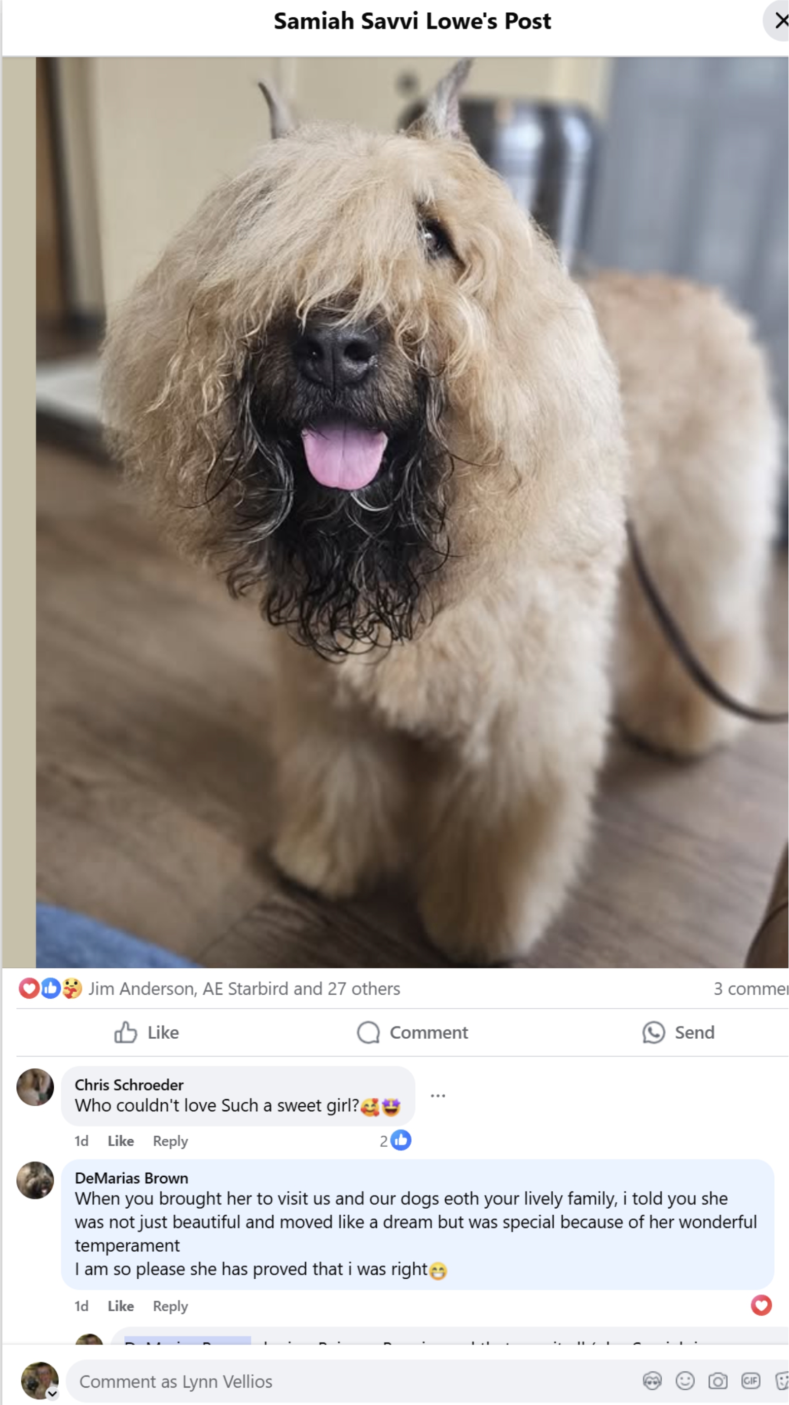 Beignet from Desmarious Brown another Bouvier breeder